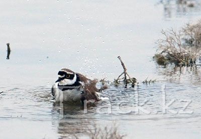 Малый галстучник, или Малый зуек - Little Ringed Plover-Charadrius dubius